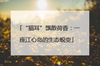 “猫耳”飘散荷香：一座江心岛的生态蜕变