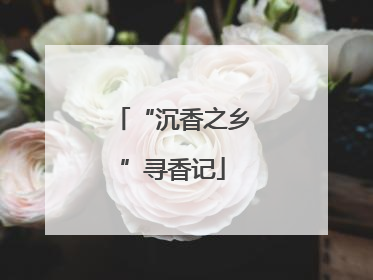 “沉香之乡”寻香记