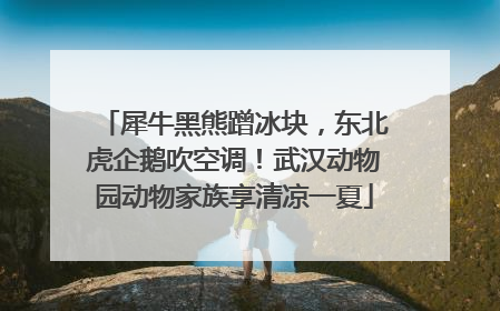 犀牛黑熊蹭冰块，东北虎企鹅吹空调！武汉动物园动物家族享清凉一夏
