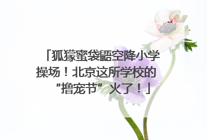 狐獴蜜袋鼯空降小学操场！北京这所学校的“撸宠节”火了！