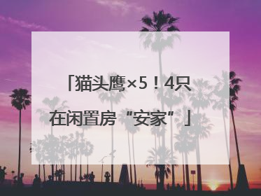 猫头鹰×5！4只在闲置房“安家”