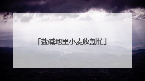 盐碱地里小麦收割忙