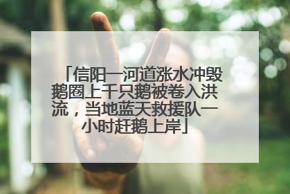 信阳一河道涨水冲毁鹅圈上千只鹅被卷入洪流，当地蓝天救援队一小时赶鹅上岸