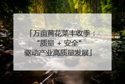 万亩黄花菜丰收季：“质量 + 安全” 驱动产业高质量发展