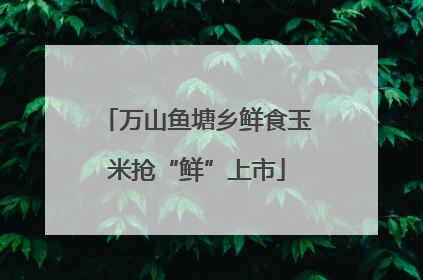 万山鱼塘乡鲜食玉米抢“鲜”上市