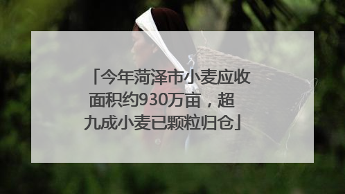 今年菏泽市小麦应收面积约930万亩，超九成小麦已颗粒归仓