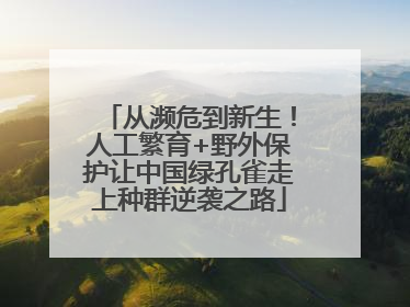 从濒危到新生！人工繁育+野外保护让中国绿孔雀走上种群逆袭之路