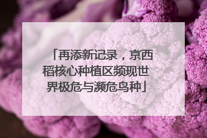 再添新记录，京西稻核心种植区频现世界极危与濒危鸟种