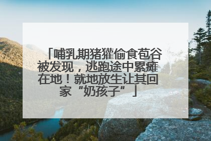 哺乳期猪獾偷食苞谷被发现，逃跑途中累瘫在地！就地放生让其回家“奶孩子”