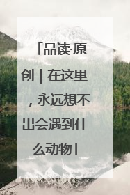 品读·原创｜在这里，永远想不出会遇到什么动物