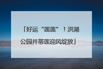 好运“莲莲”！洪湖公园并蒂莲迎风绽放