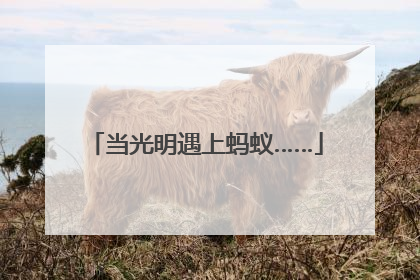 当光明遇上蚂蚁……
