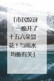 市民惊讶：一晚开了十五六朵昙花！与雨水均衡有关