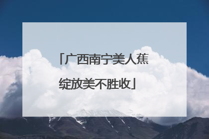 广西南宁美人蕉绽放美不胜收