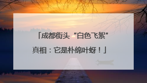 成都街头“白色飞絮”真相：它是朴绵叶蚜！
