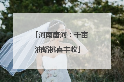 河南唐河：千亩油蟠桃喜丰收