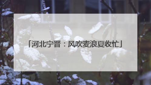 河北宁晋：风吹麦浪夏收忙