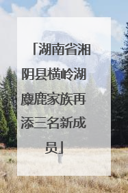 湖南省湘阴县横岭湖麋鹿家族再添三名新成员