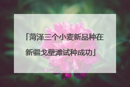 菏泽三个小麦新品种在新疆戈壁滩试种成功