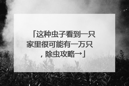 这种虫子看到一只家里很可能有一万只，除虫攻略→