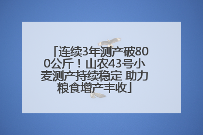 连续3年测产破800公斤！山农43号小麦测产持续稳定 助力粮食增产丰收
