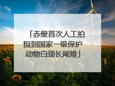 赤壁首次人工拍摄到国家一级保护动物白颈长尾雉