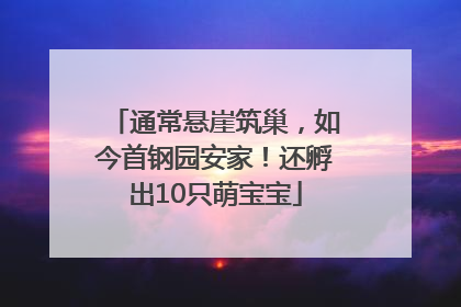 通常悬崖筑巢，如今首钢园安家！还孵出10只萌宝宝