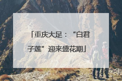 重庆大足：“白君子莲”迎来盛花期