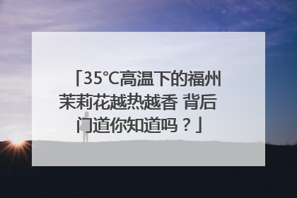 35℃高温下的福州茉莉花越热越香 背后门道你知道吗？